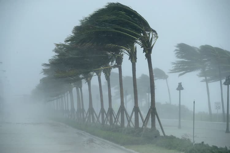 Trees in hurricane